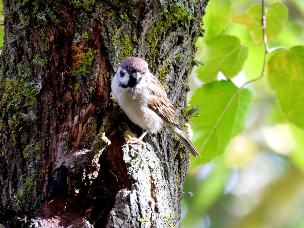 Eurasian Tree Sparrow - ML644609907