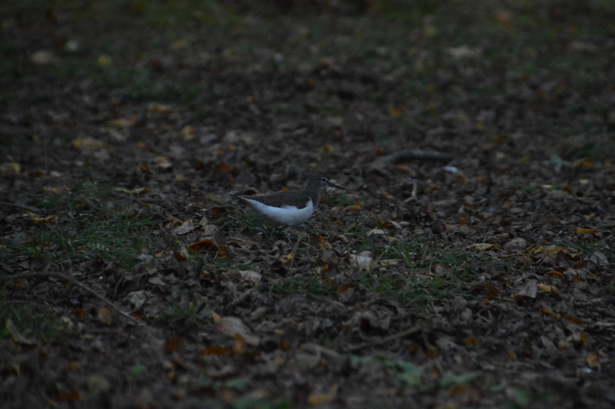 Common Sandpiper - ML644609912