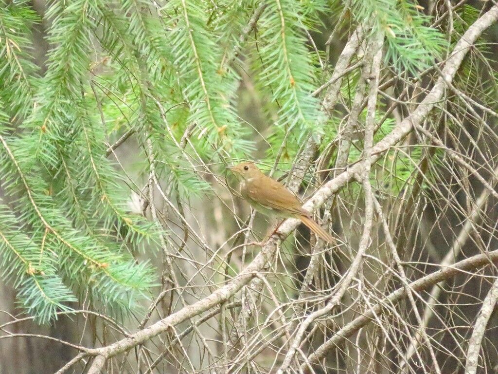 Grive roussâtre - ML644609913