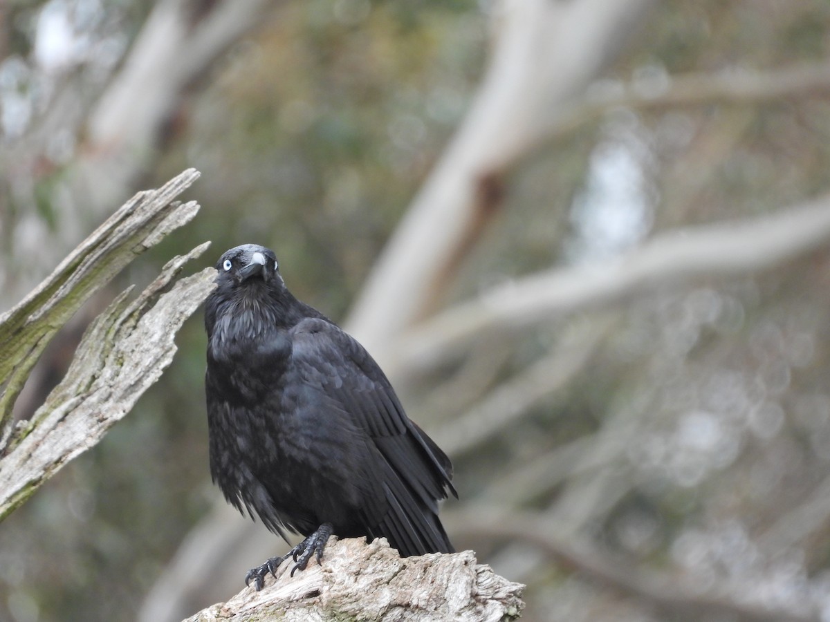 Южноавстралийский ворон - ML644609914