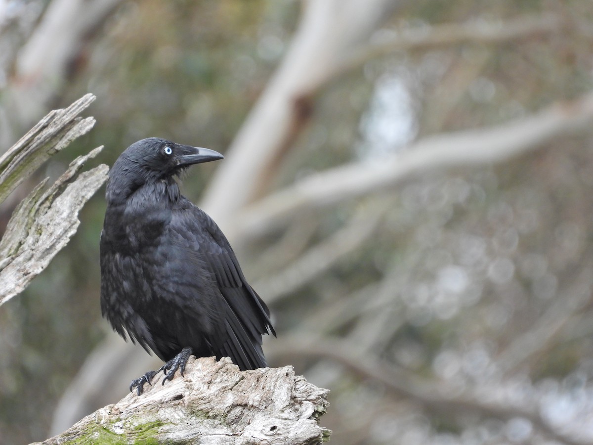 Южноавстралийский ворон - ML644609920