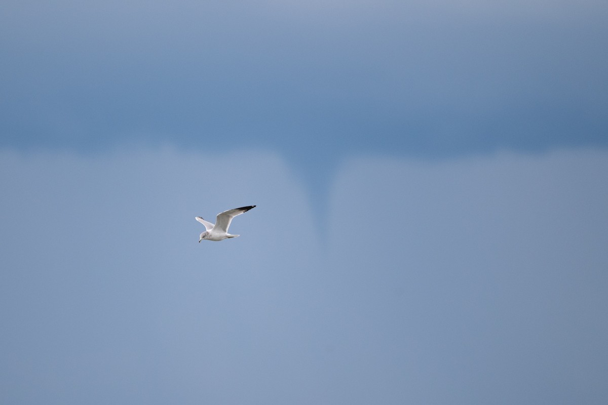 Ring-billed Gull - ML644609924