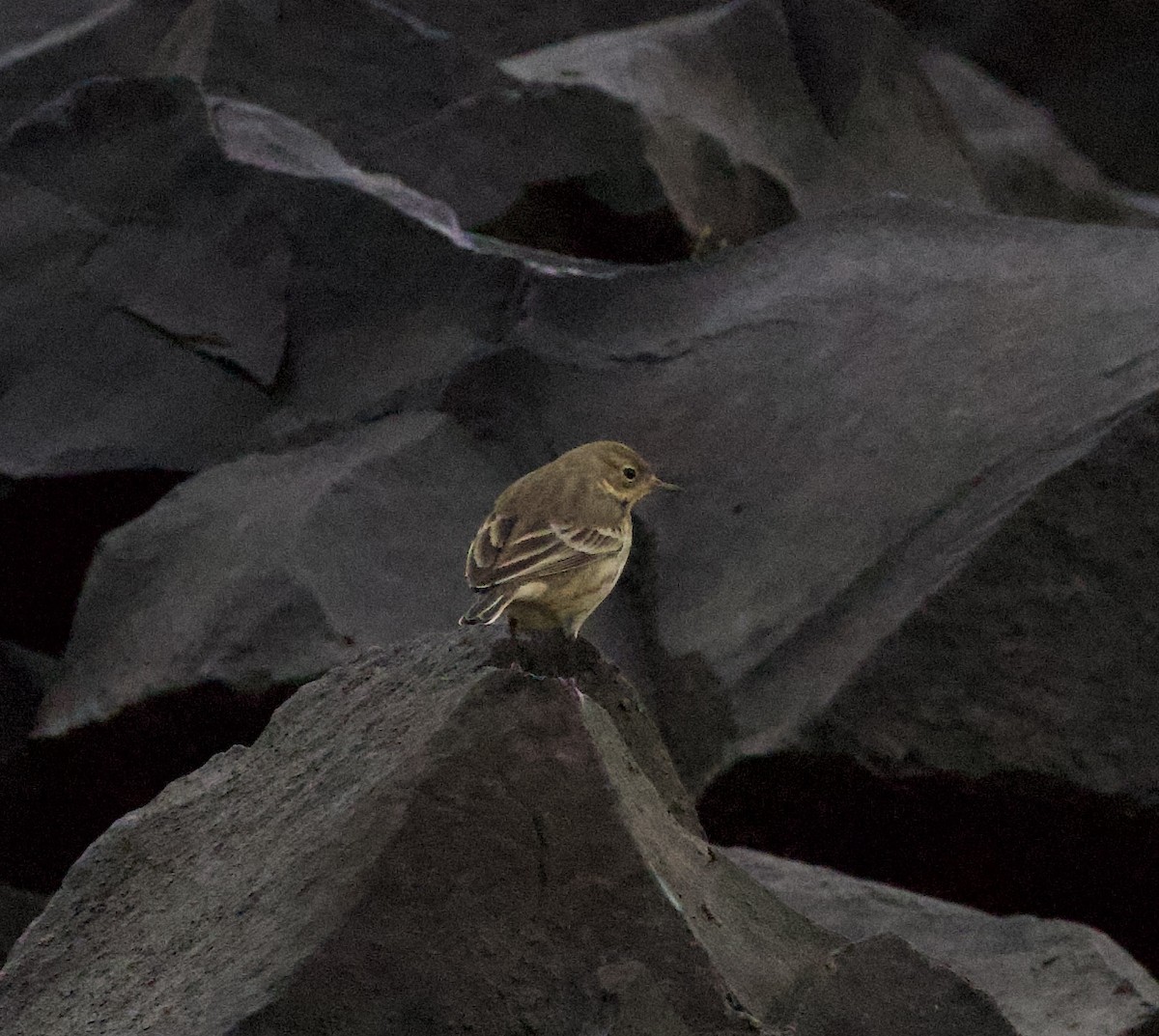 アメリカタヒバリ - ML644609928