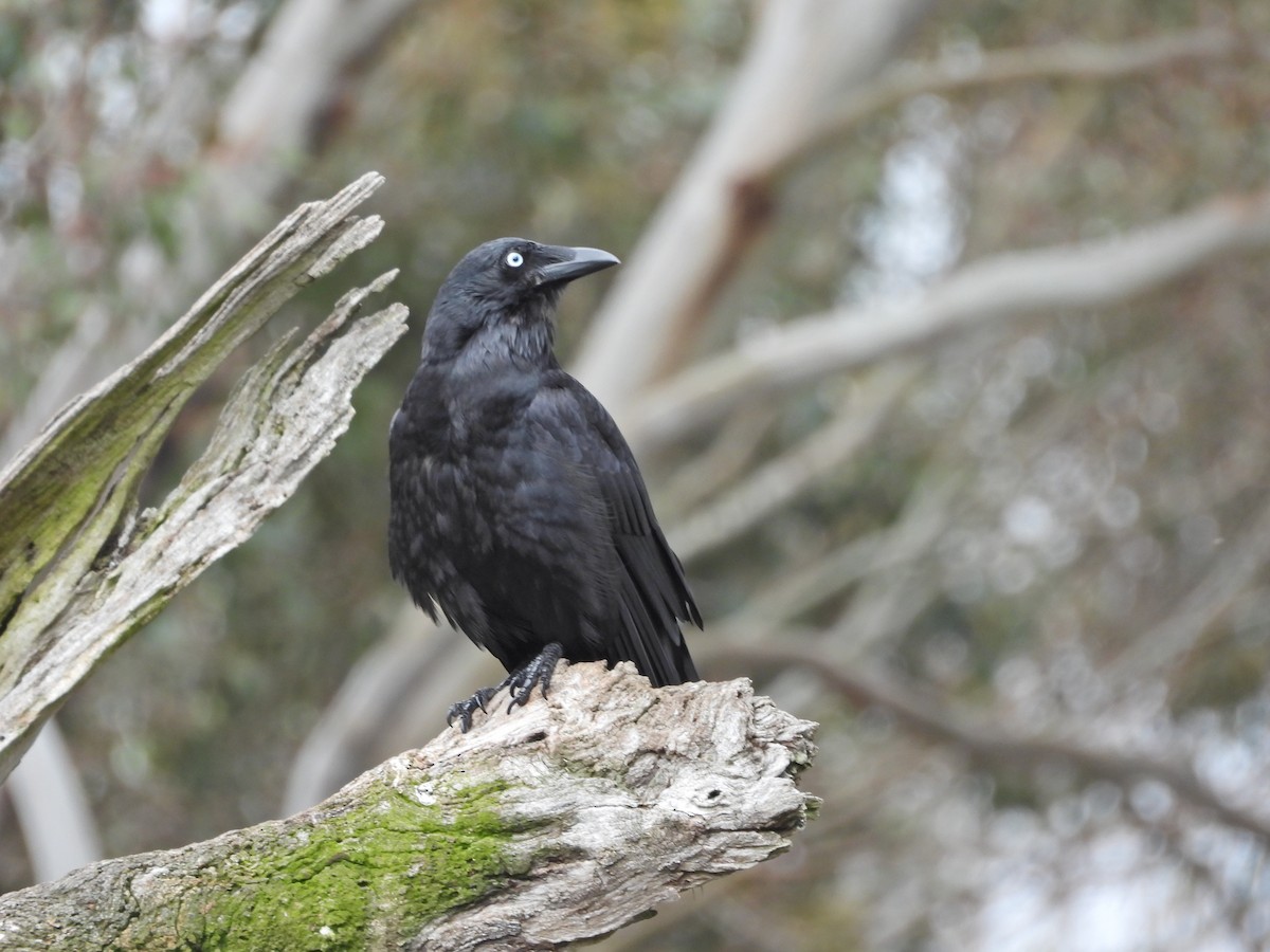 Южноавстралийский ворон - ML644609929