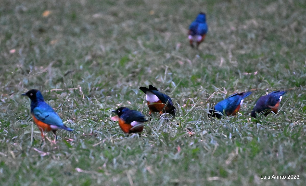 Superb Starling - ML644609930