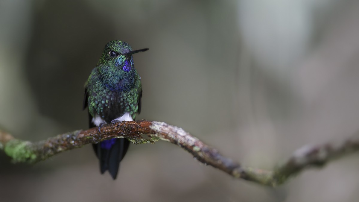 Glowing Puffleg - ML644609931