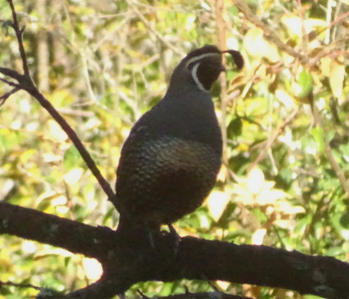 Colino della California - ML644609932