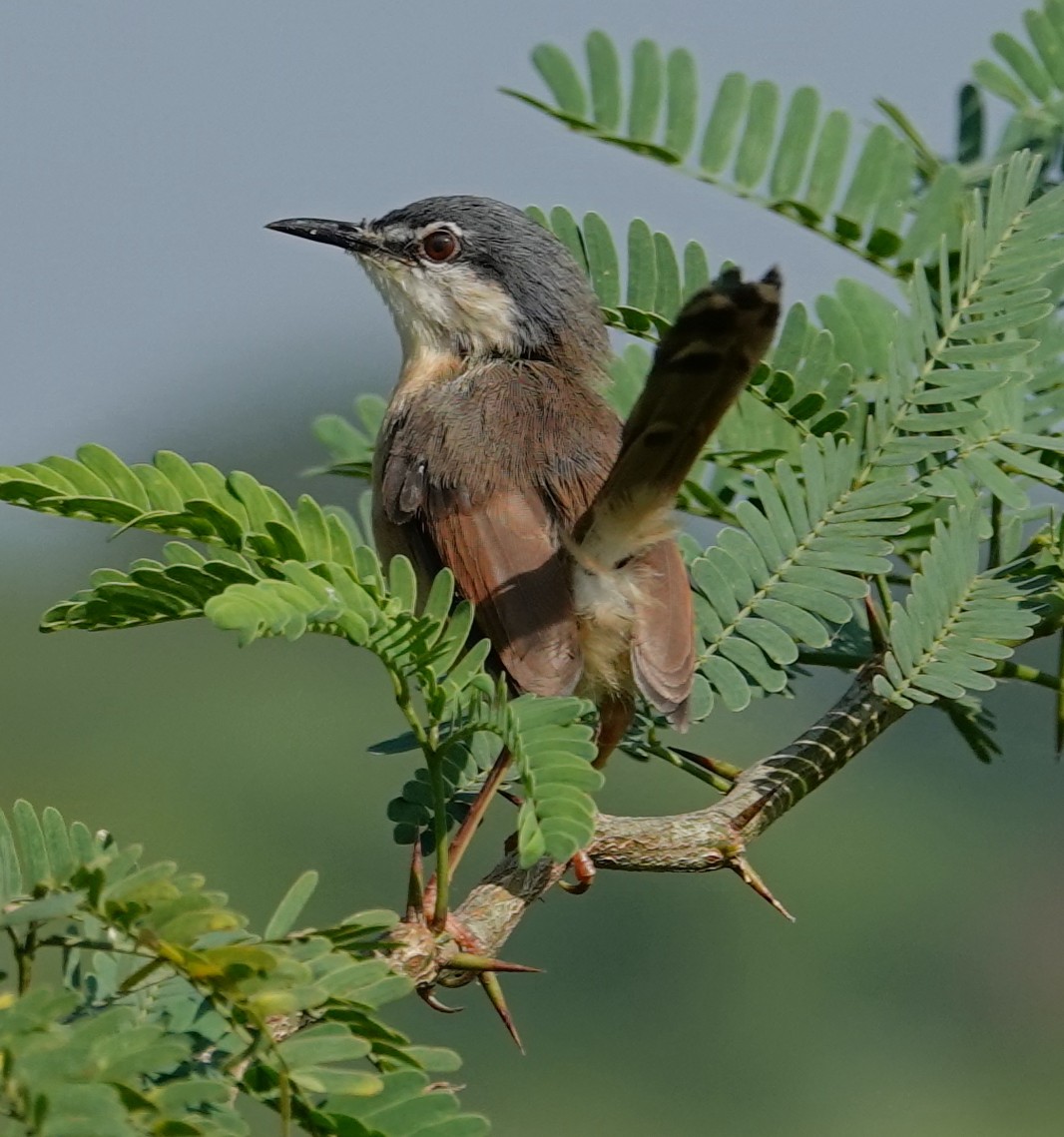 Ashy Prinia - ML644609940