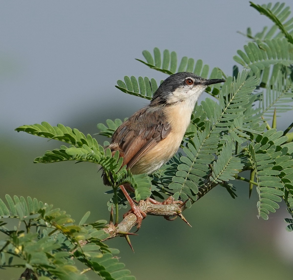 Ashy Prinia - ML644609941