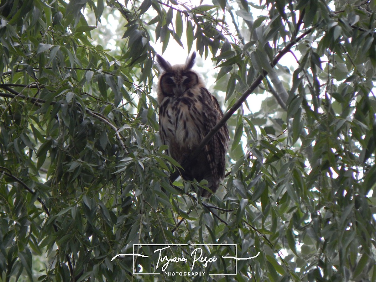 Striped Owl - ML644609943