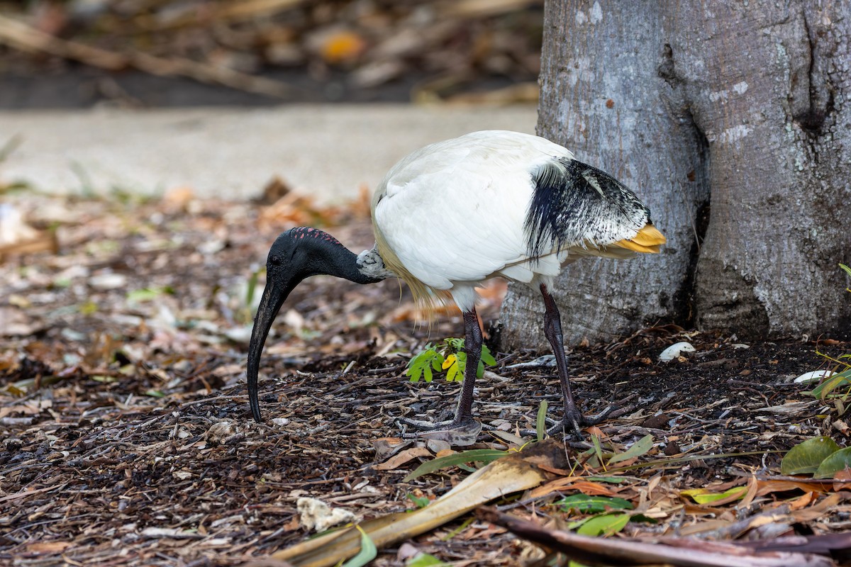 australibis - ML644609946