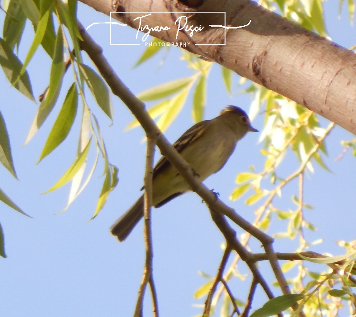 White-crested Elaenia - ML644609949