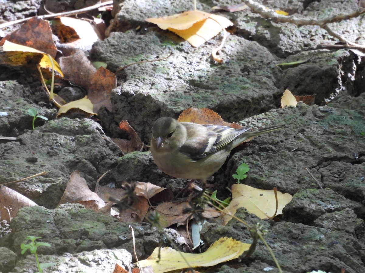 Зяблик - ML644609955