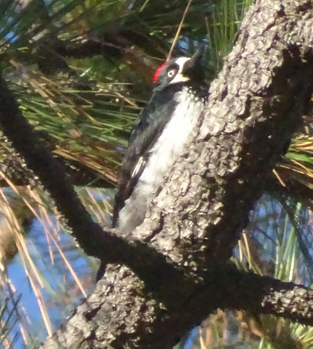 Acorn Woodpecker - ML644609960