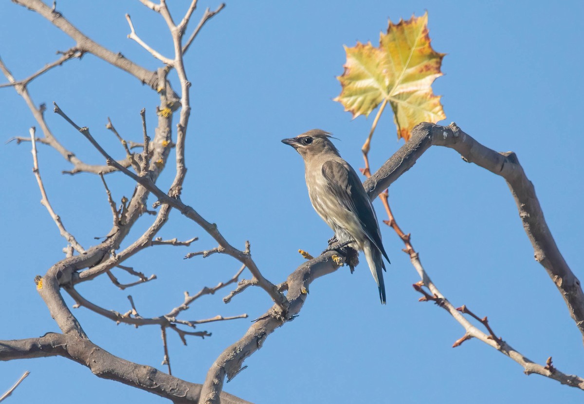 Sedir İpekkuyruğu - ML644609964