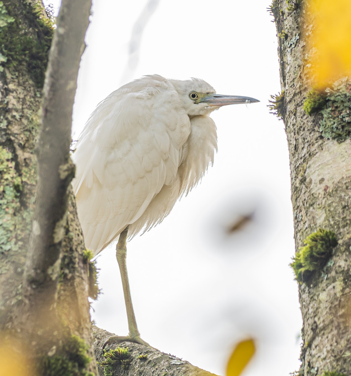 Little Blue Heron - ML644609977