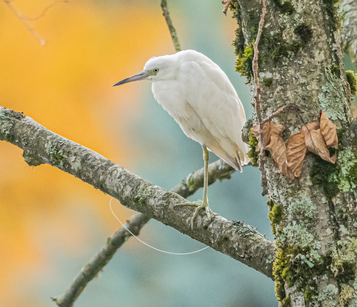 Little Blue Heron - ML644609979