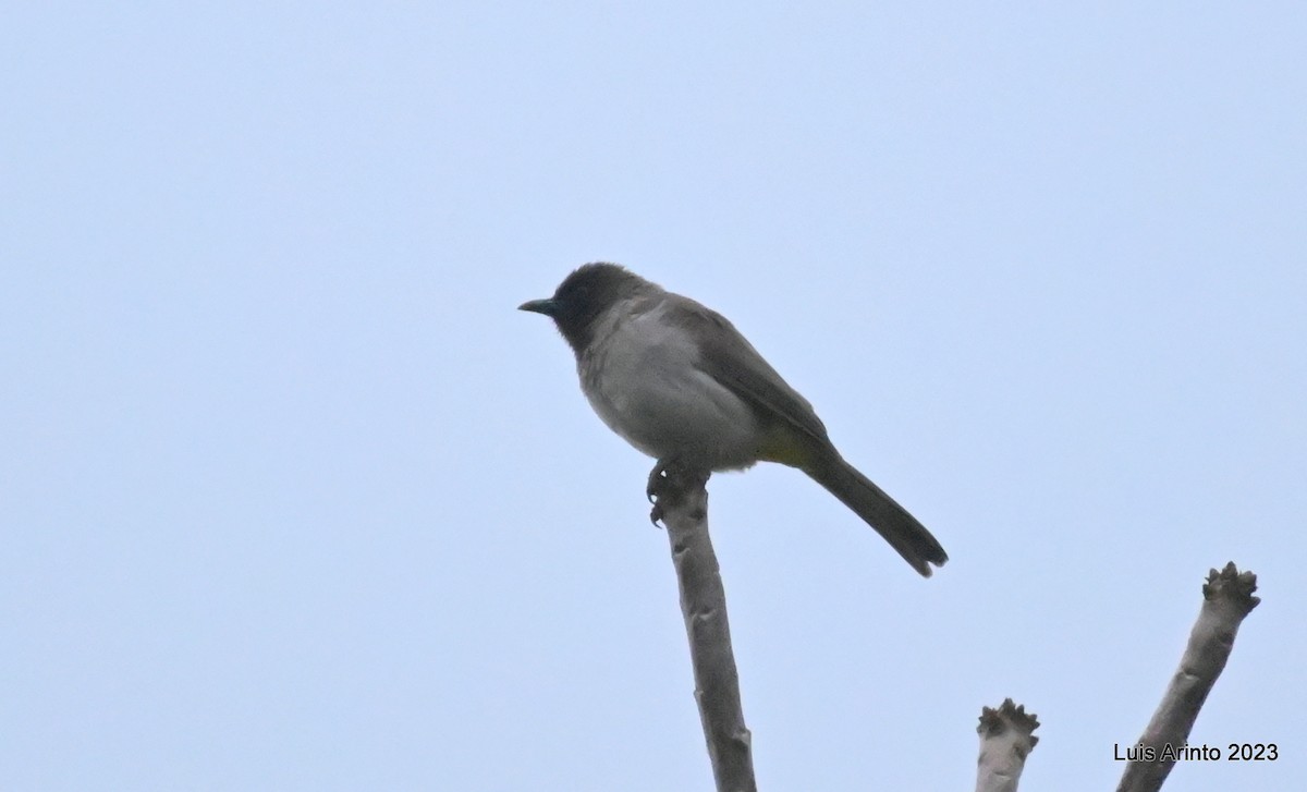 Common Bulbul (Dark-capped) - ML644609981