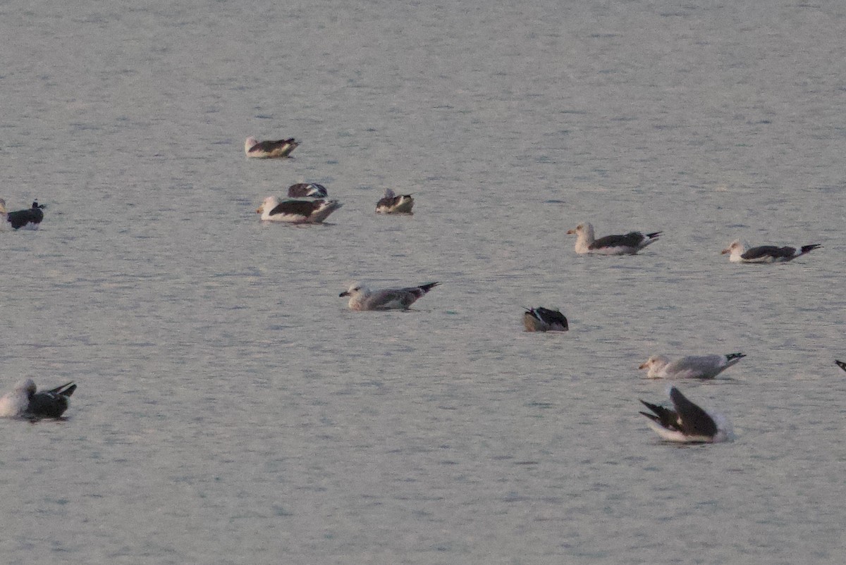 Caspian Gull - ML644609983