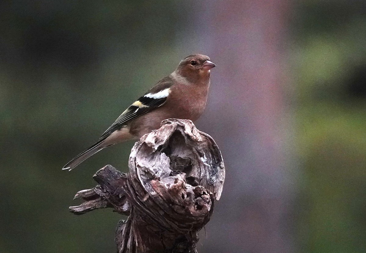 Зяблик - ML644609984