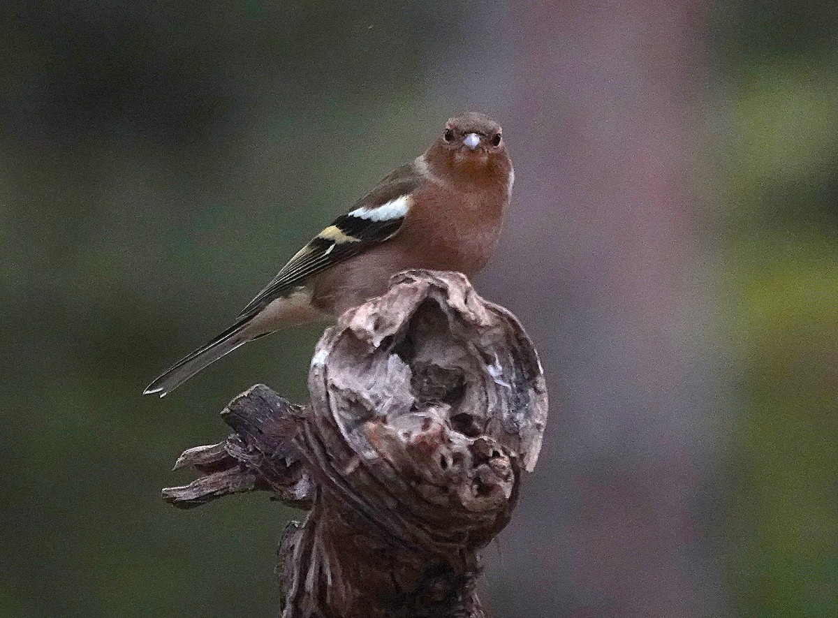 Зяблик - ML644609985