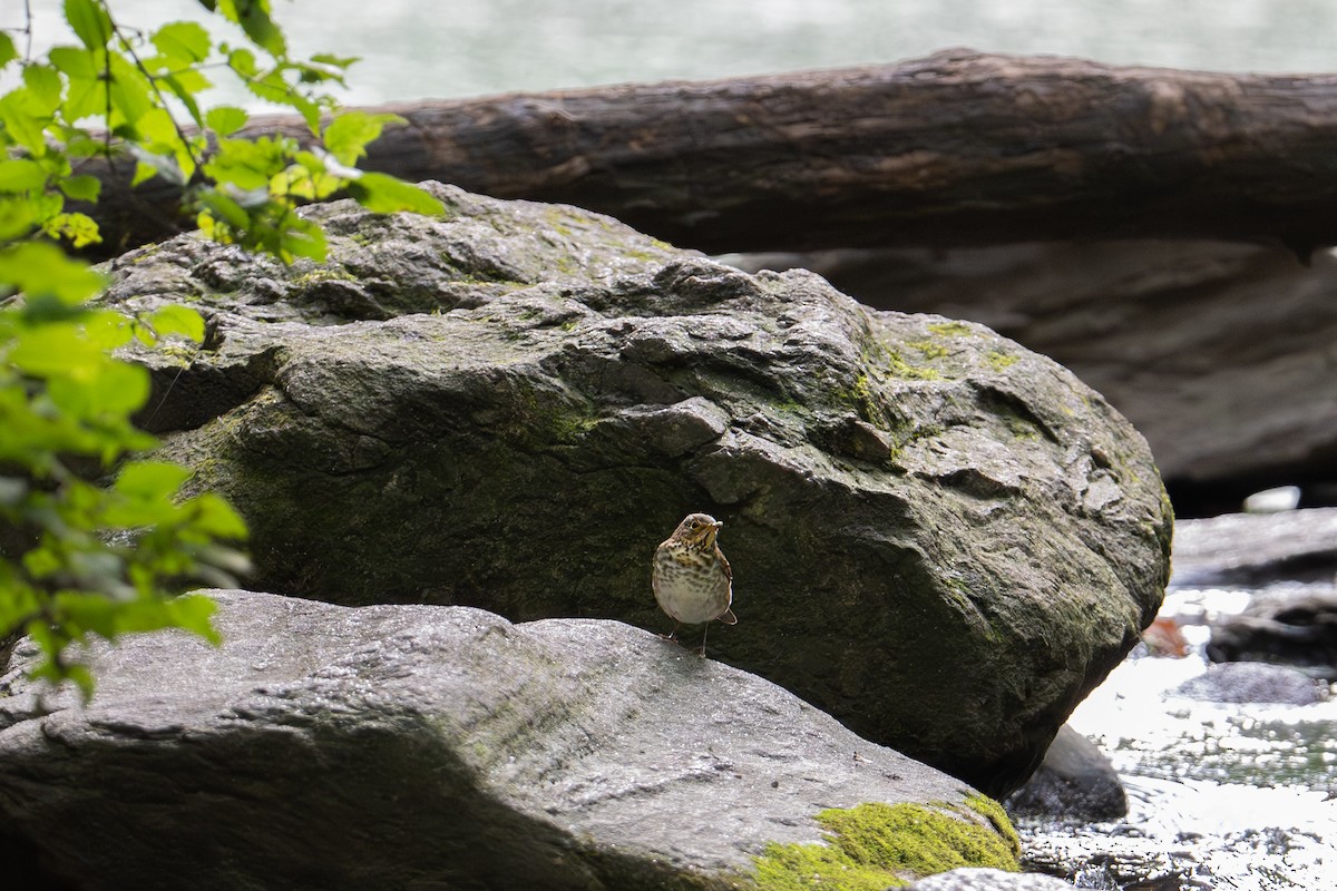 Grive à dos olive - ML644609987