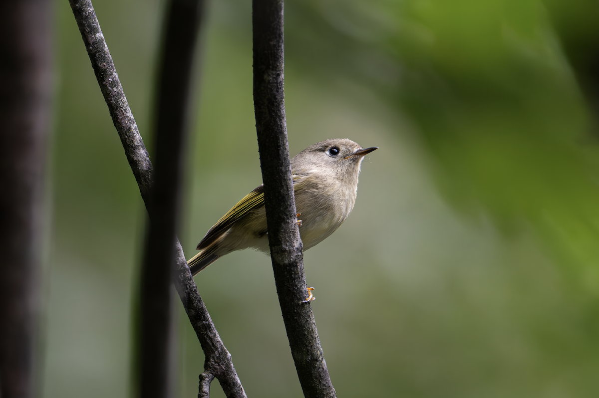 Ruby-crowned Kinglet - ML644609988