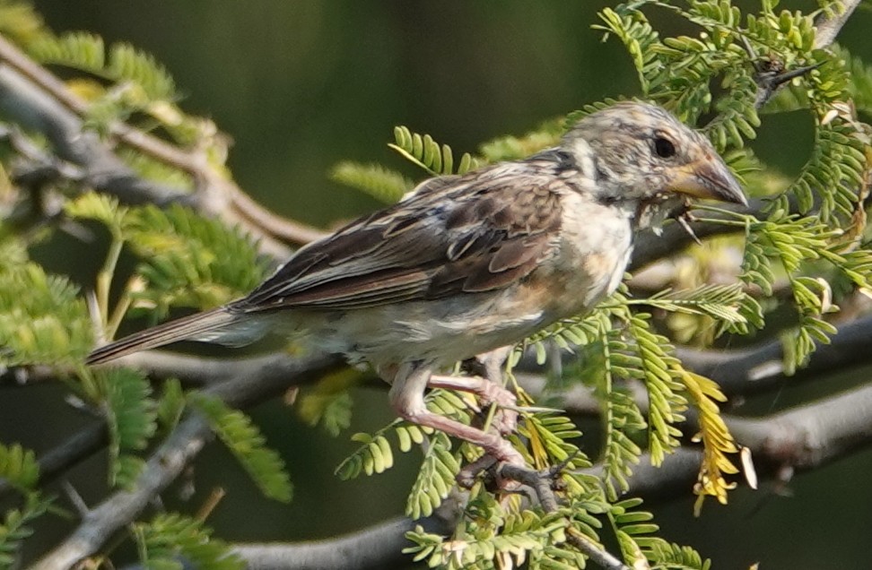 Baya Weaver - ML644609993