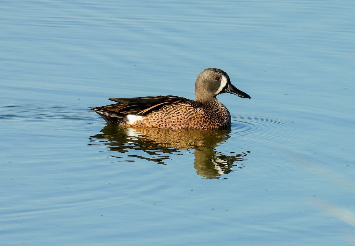 Blauflügelente - ML644609995