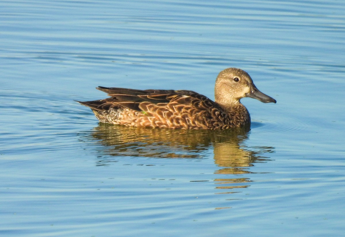 Blauflügelente - ML644609996