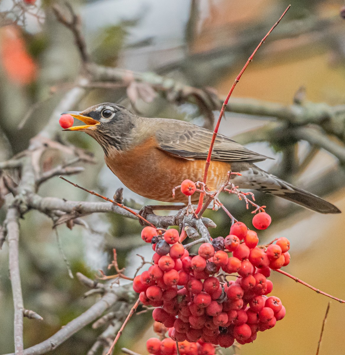 American Robin - ML644609998