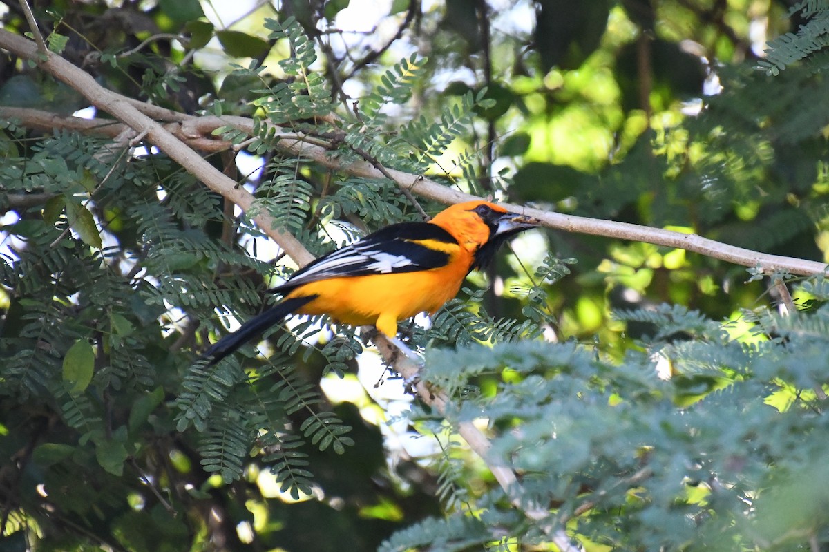 Altamira Oriole - ML644610001