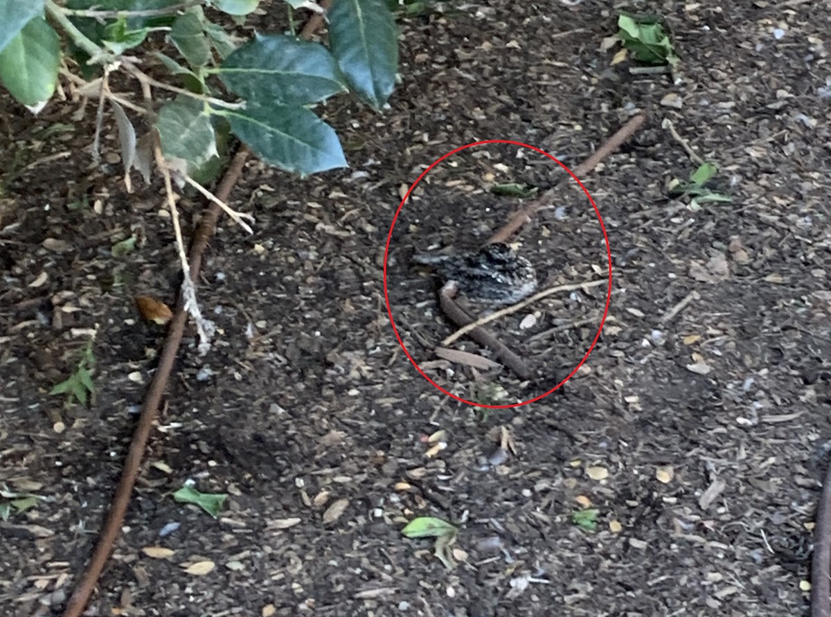 Common Poorwill - ML644610003