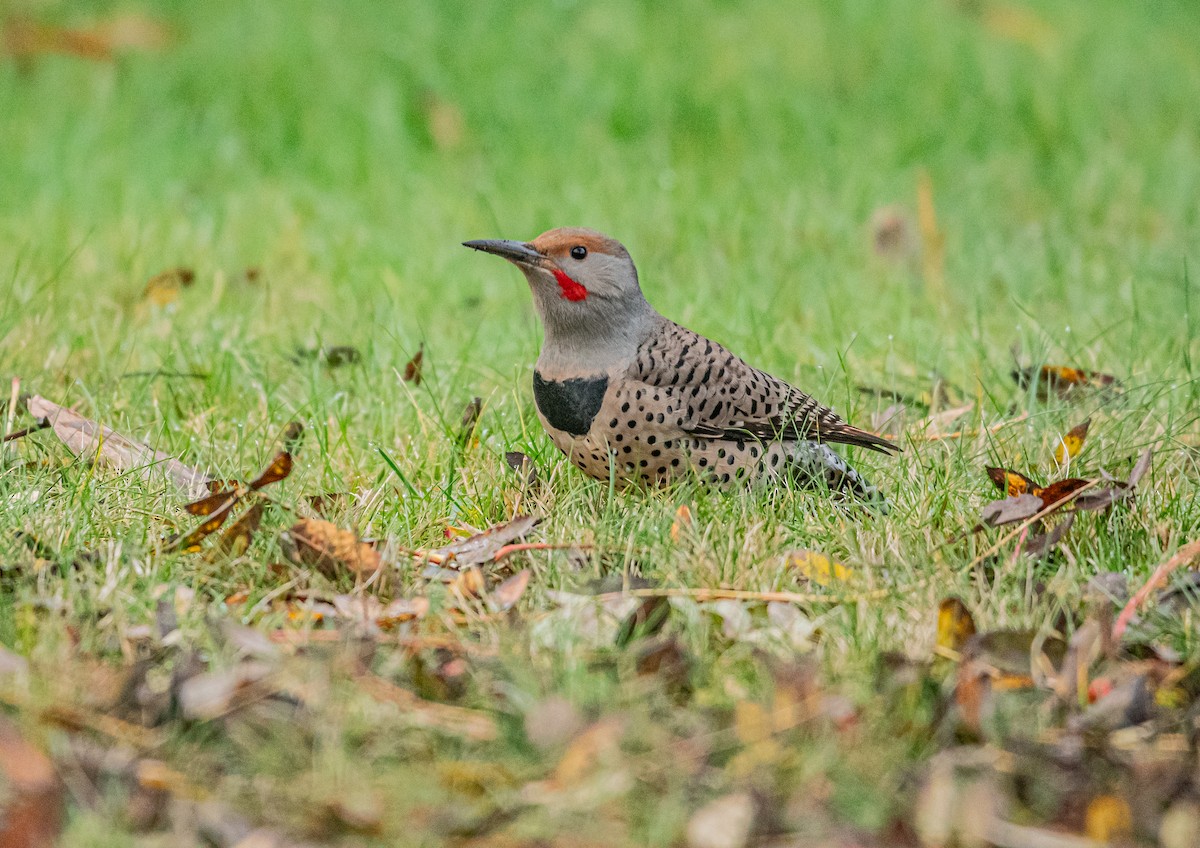 Northern Flicker - ML644610007