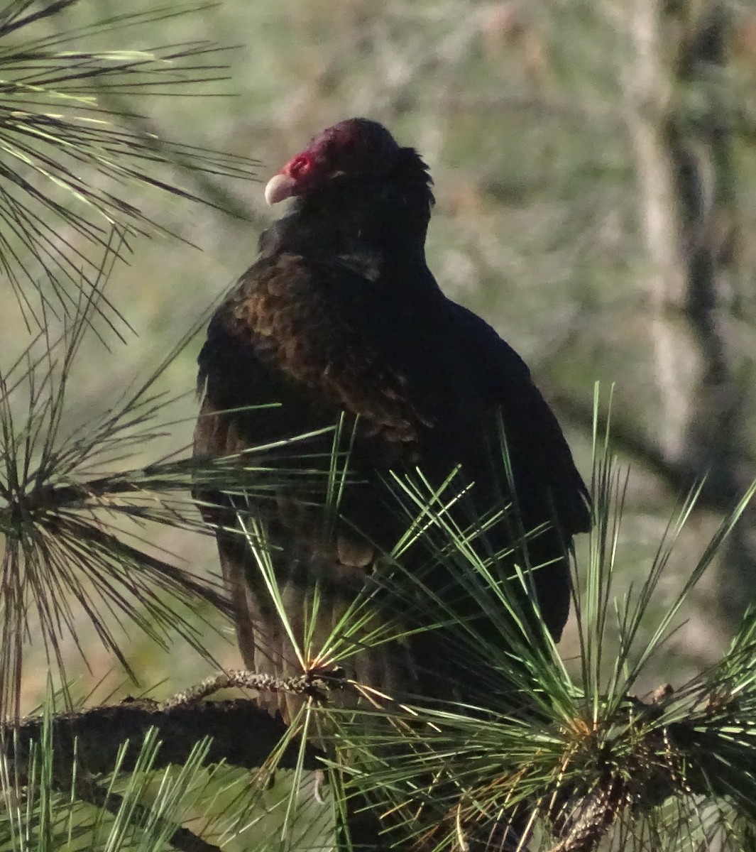 Turkey Vulture - ML644610008
