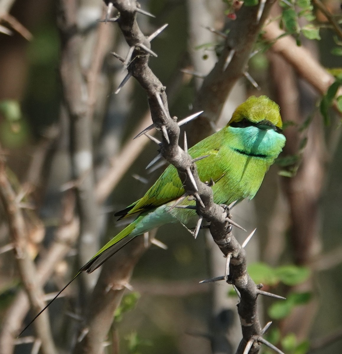 Asian Green Bee-eater - ML644610013
