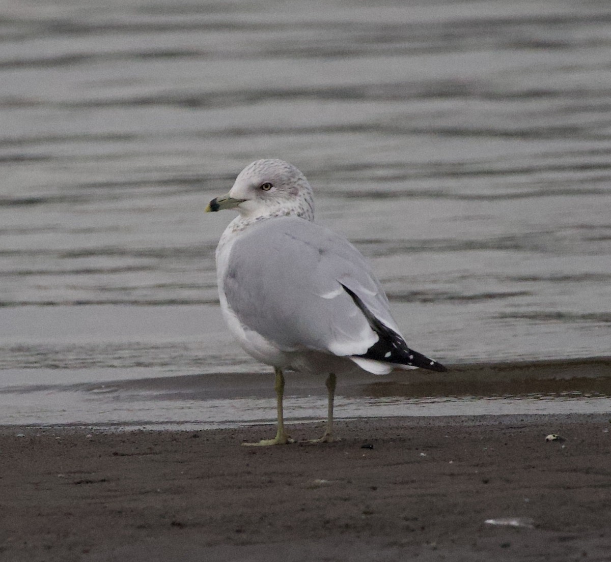 クロワカモメ - ML644610015