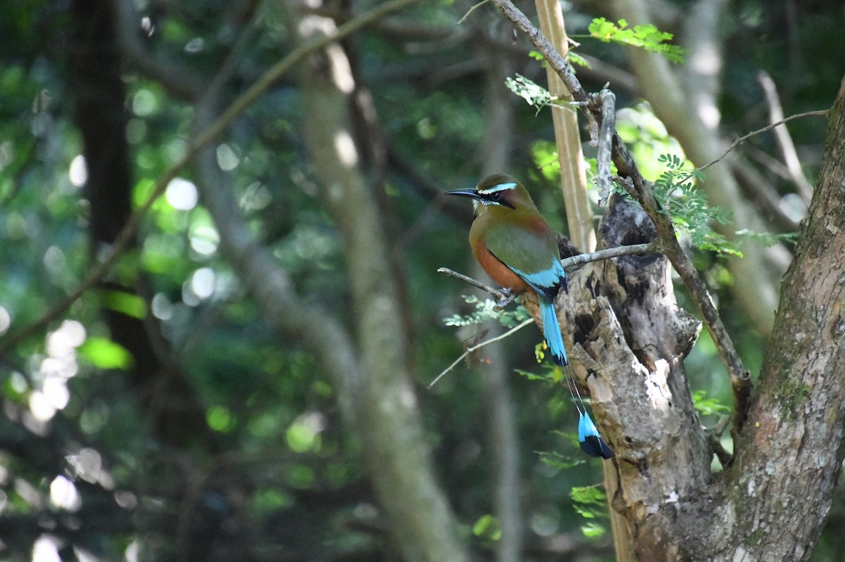 Turquoise-browed Motmot - ML644610020