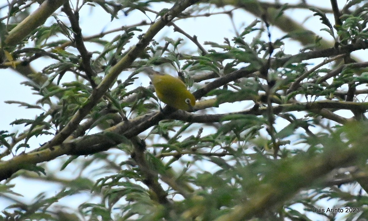 Northern Yellow White-eye - ML644610021