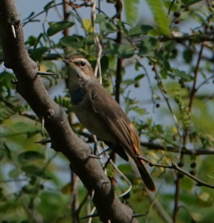 Bluethroat - ML644610022