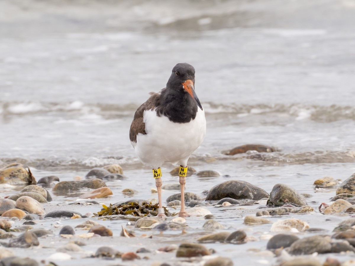 American Oystercatcher - ML644610029