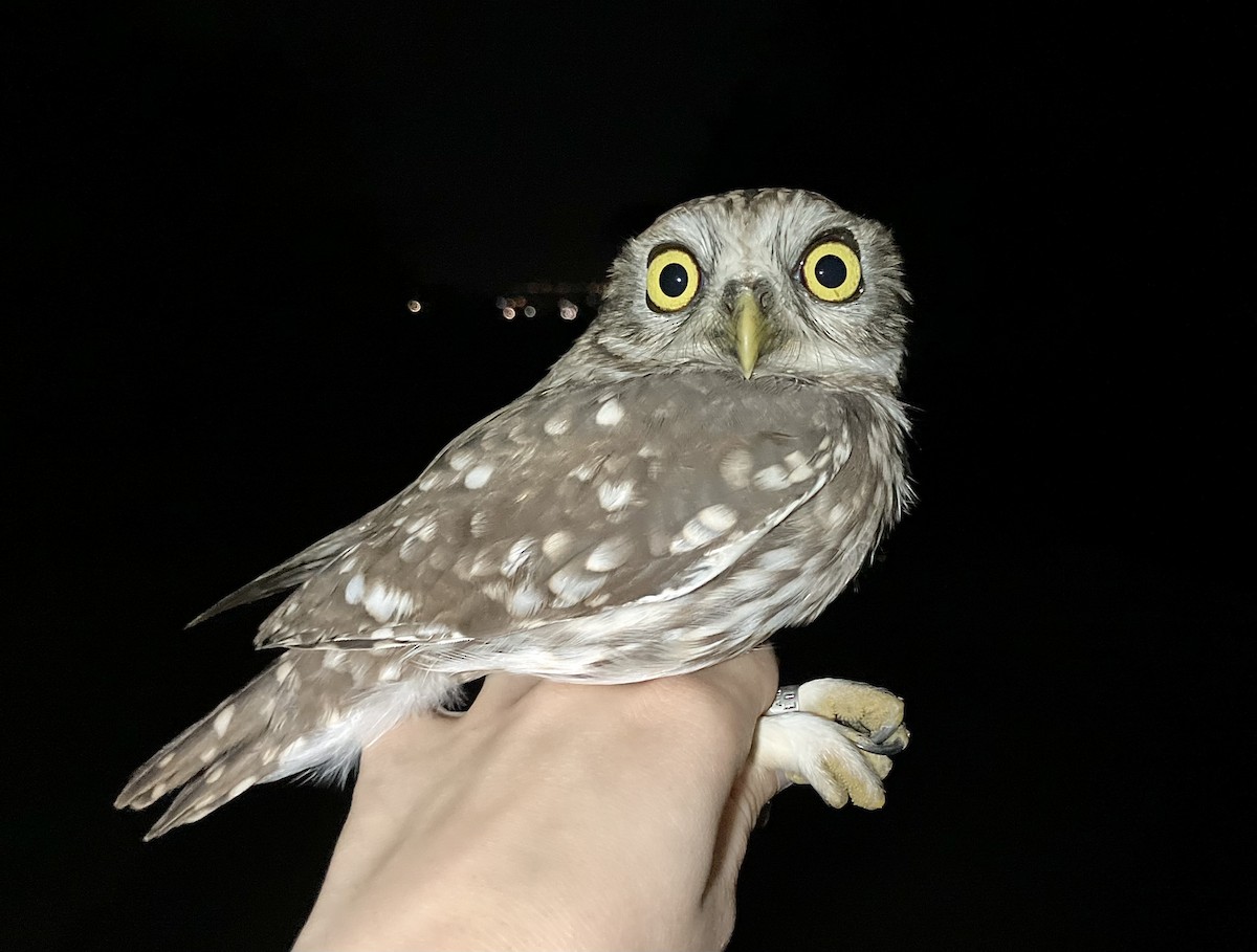 Хотны бүгээхэй - ML644610034