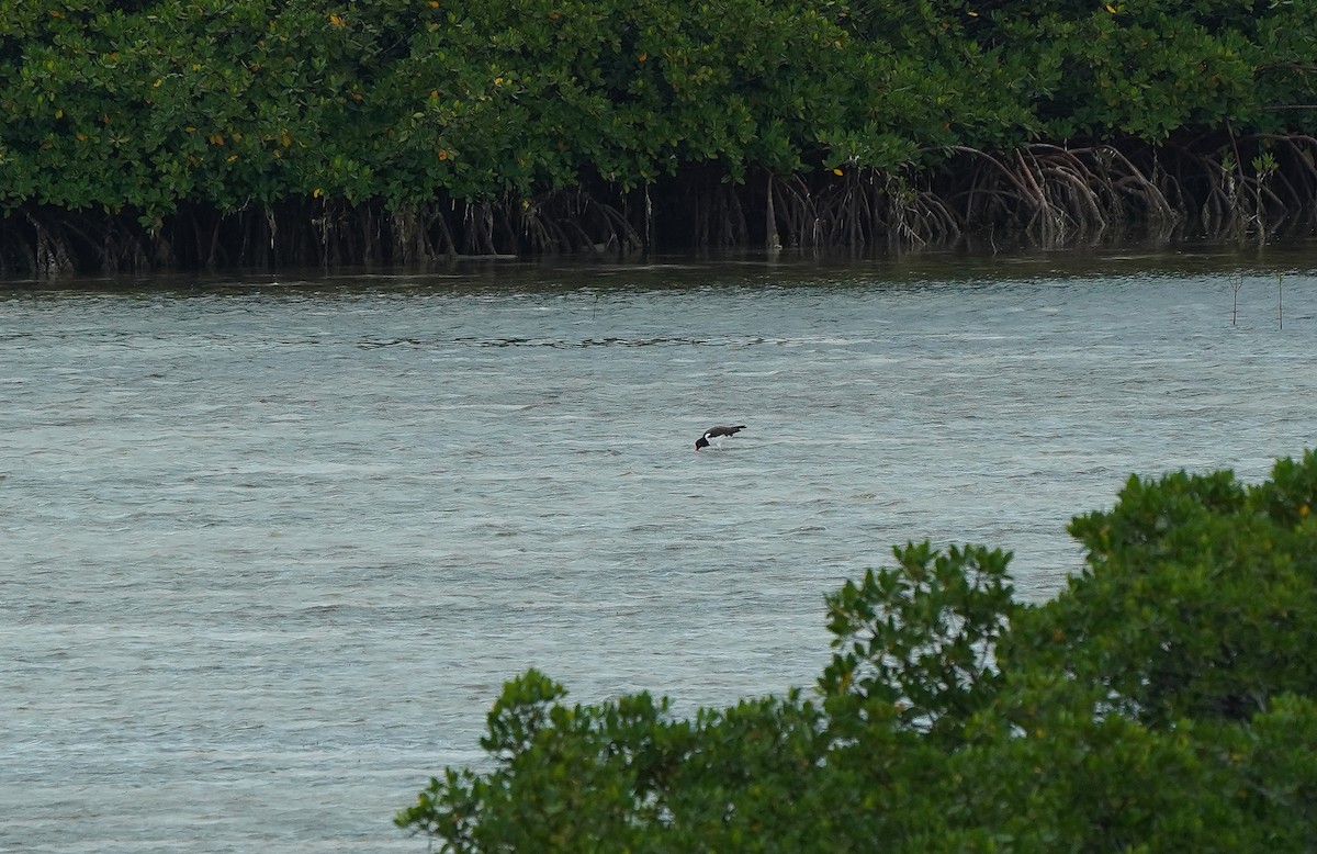 American Oystercatcher - ML644610038