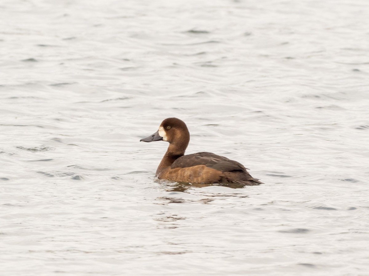 Greater Scaup - ML644610045