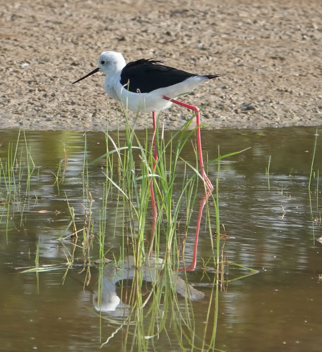 Black-winged Stilt - ML644610046