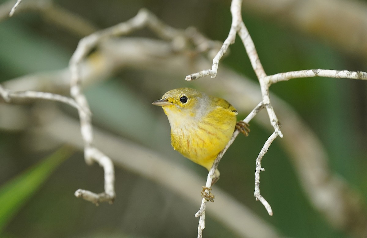 Mangrove Yellow Warbler (Greater Antillean) - ML644610049