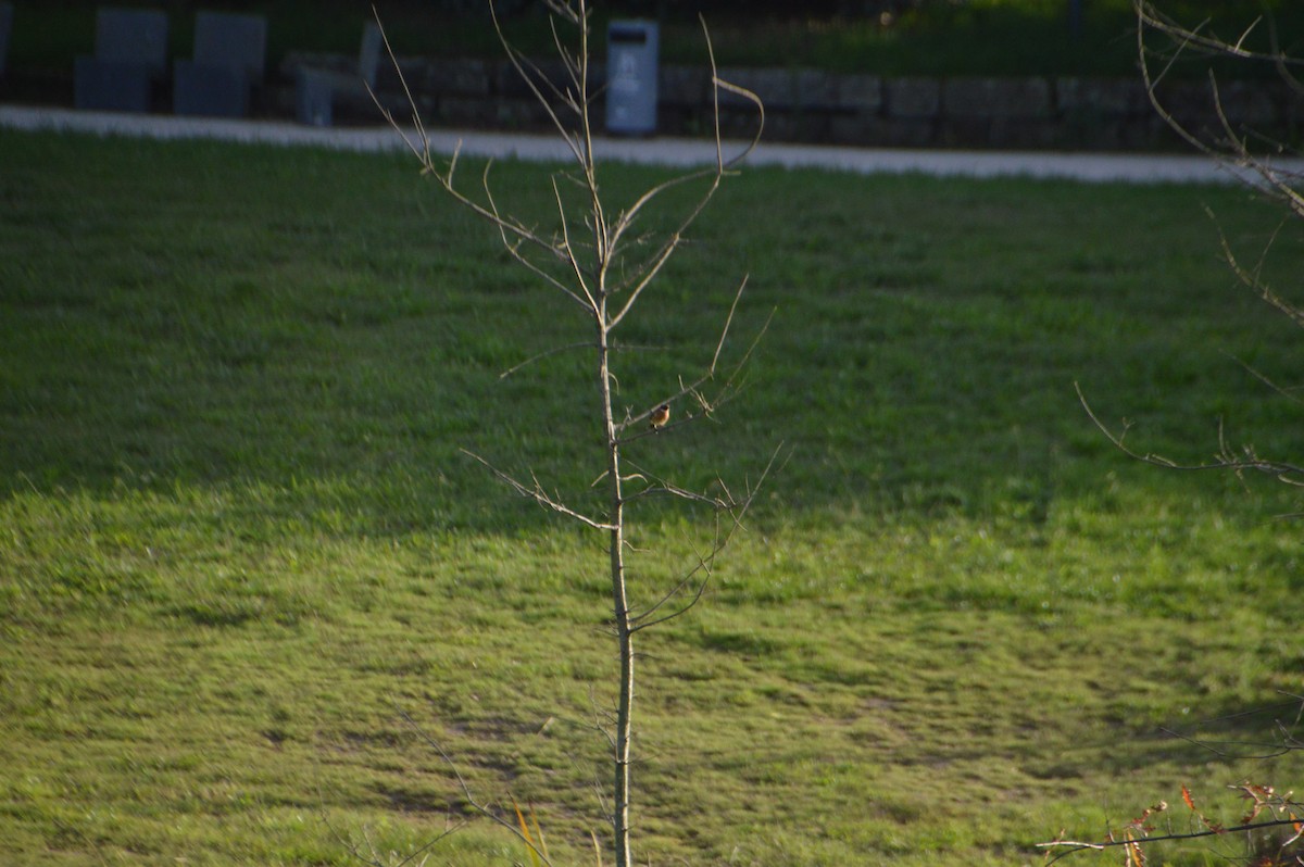 European Stonechat - ML644610055