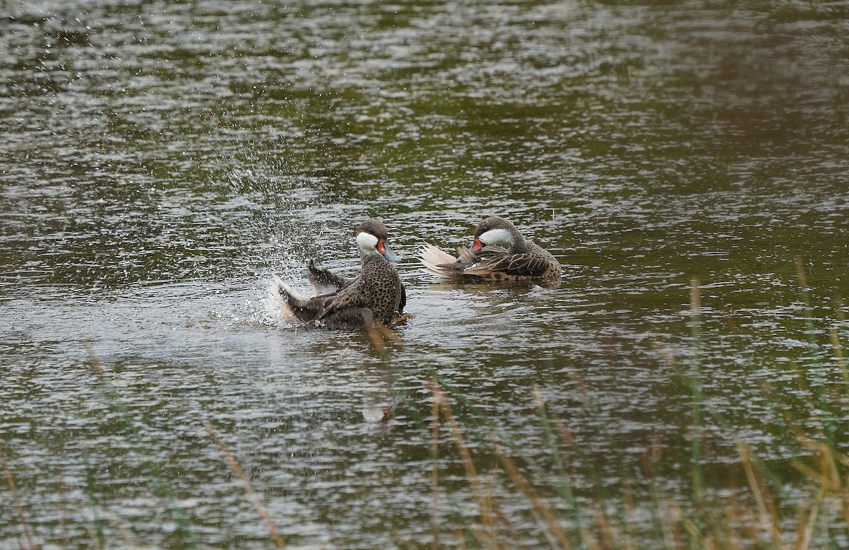 White-cheeked Pintail - ML644610061