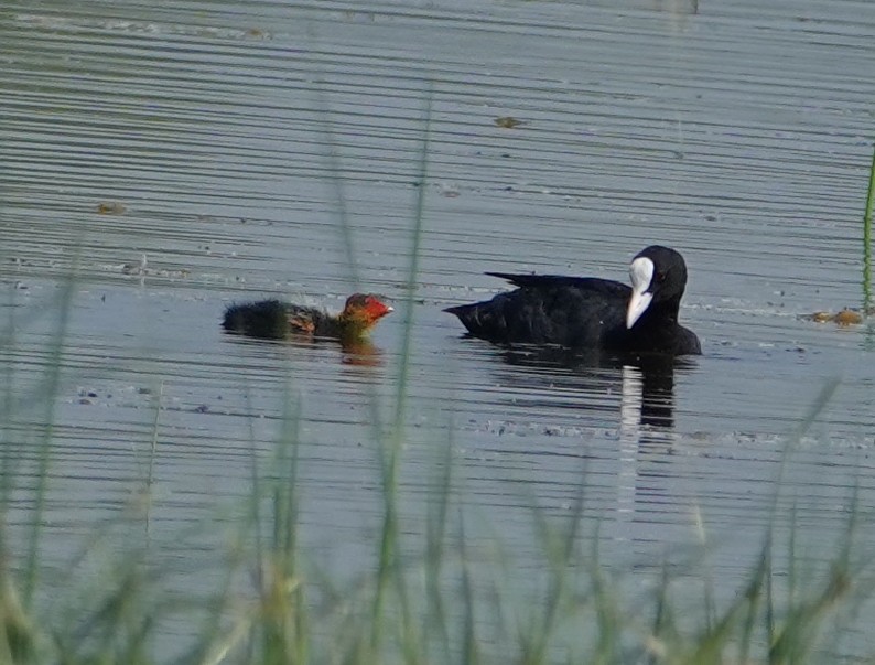 Eurasian Coot - ML644610063