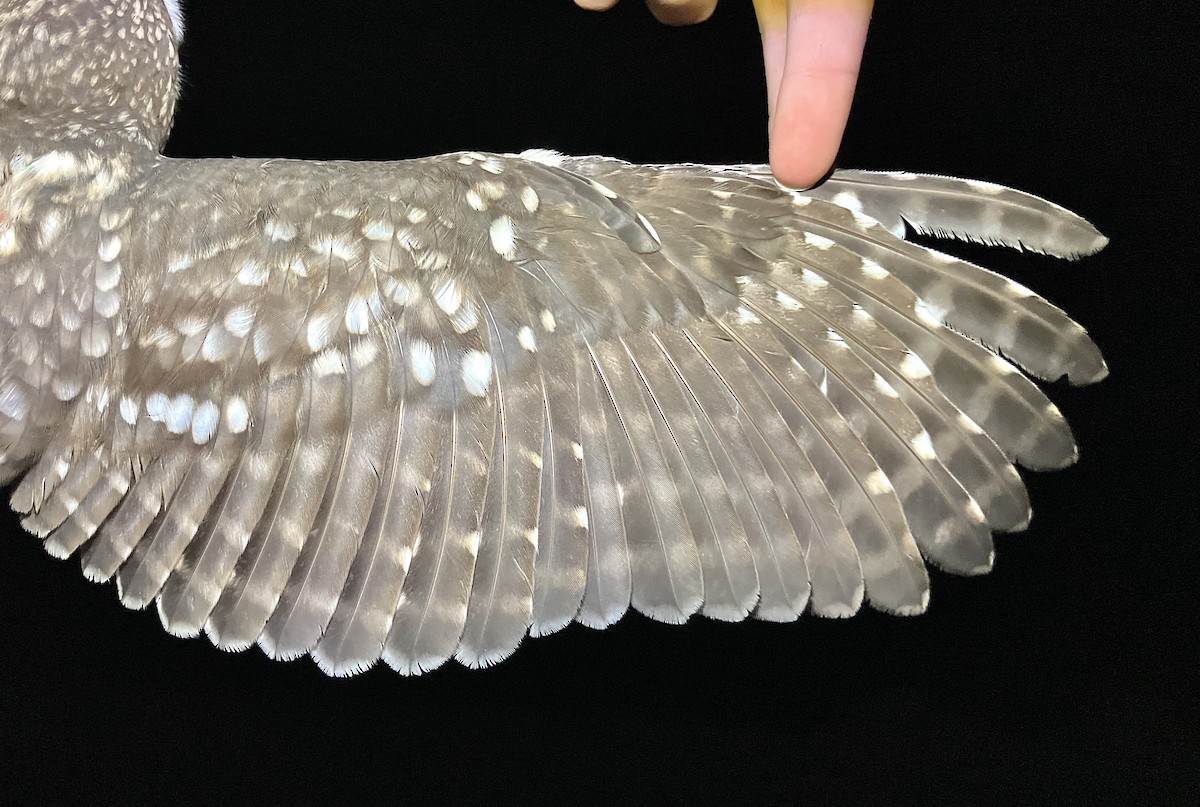 Хотны бүгээхэй - ML644610066